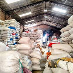 Die getrockneten, nicht gerösteten Bohnen müssen 5 Monate liegen, bevor sie in den Export gehen!