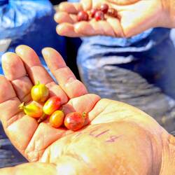 Unreife (Vordergrund) und richtig reife Bohnen