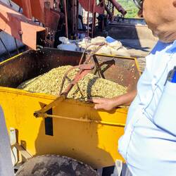 Die geschälten und gewaschenen Bohnen