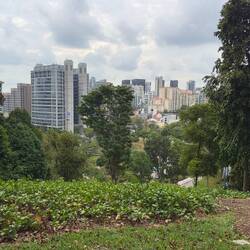 The view from Fort Canning.