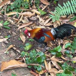 Red jungle fowl aka feral chicken.