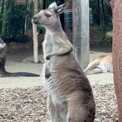 Funny Kangaroo scratching. We didn't know she was pooping 🤣
