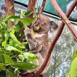 His name is Banks, the 8 year old Koala