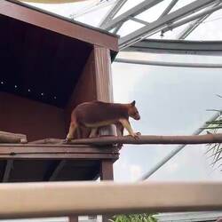 A Goodfellow's Tree Kangaroo who loved his blankie