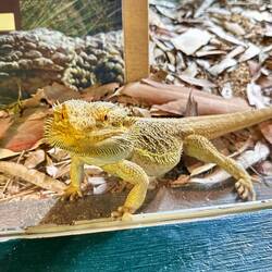 This Bearded Dragon was smiling for the camera