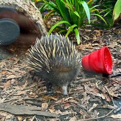 This is a cute Short Beaked Echidna