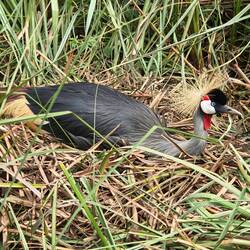 Grey crowned crane is the national bird of Uganda.