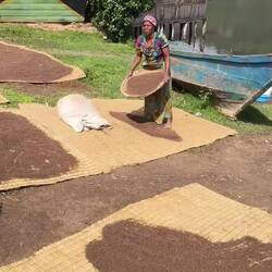 Chafing sorghum for beer.