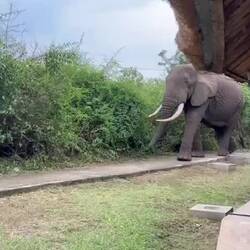 Elephant walking through hotel.