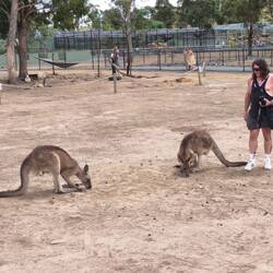 Tasmania Zoo