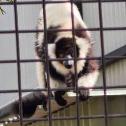 Tasmania Zoo