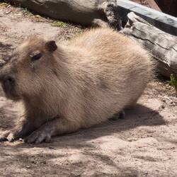 Tasmania Zoo: Capibara