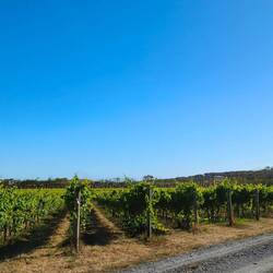 Weinberge unterwegs