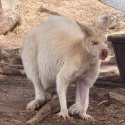 Tasmania Zoo
