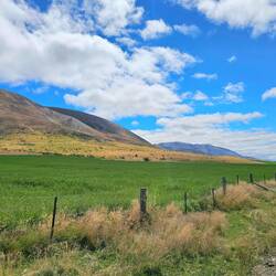 Rotklee u. Luzerne für die Schafe