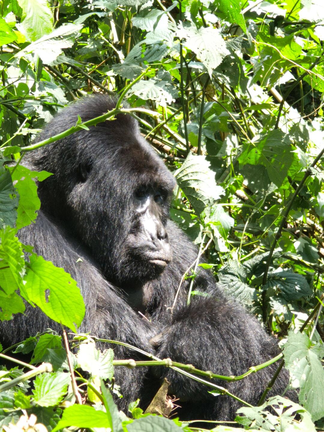 YES! A silver back right in front of my eyes and camera 😁