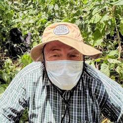 Gorilla in the background