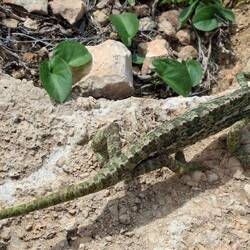 Chamäleon in freier Natur 😊