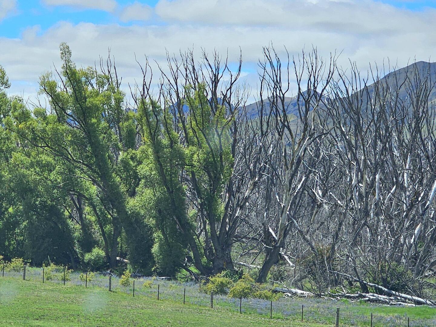 neue und verbrannte Bäume nebeneinander