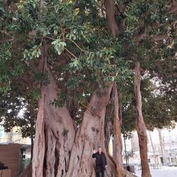 Riesige Bäume, mitten in der Stadt