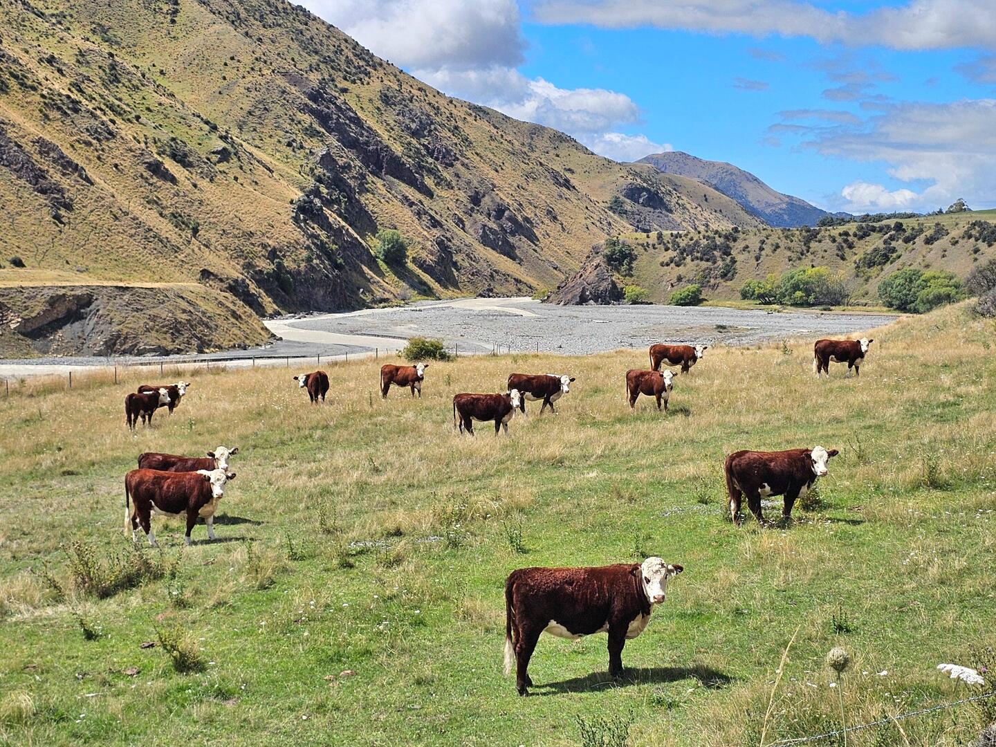 alle Rinder schauten aufmerksam zu uns