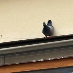 Nelly's Taube war auch da!