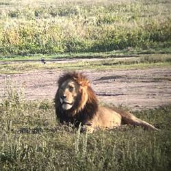 Das war der erste den wir dann im Krater-Zoo gesehen haben