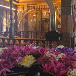 Blumen mit Wünschen werden vor dem Buddha abgelgt