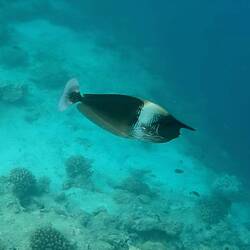 Langnasen Doktorfisch