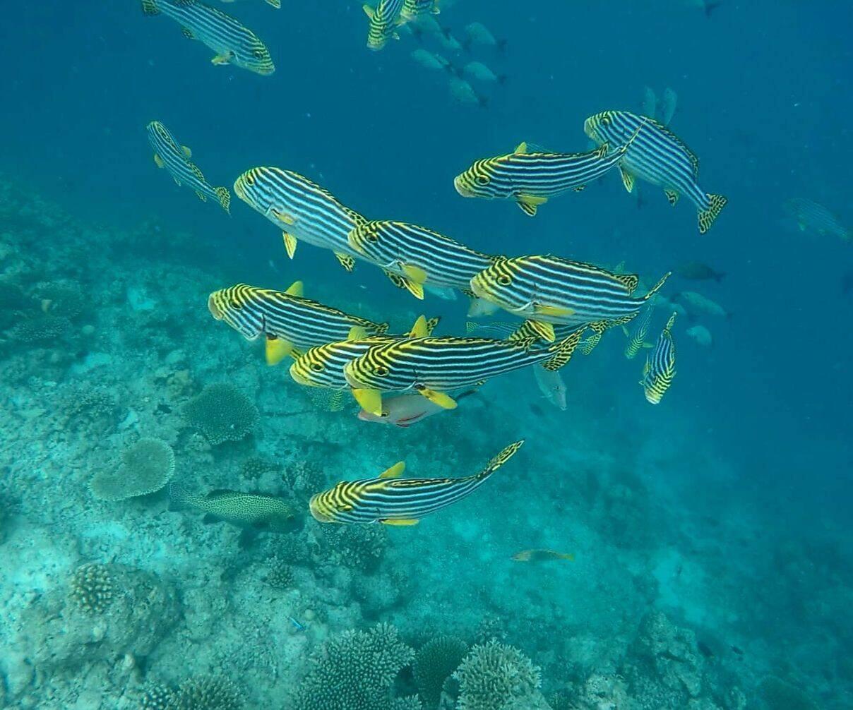 Orientalische Süßlippe