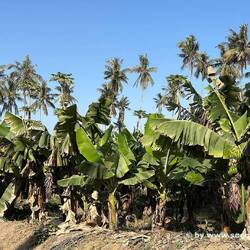 Plantage in Salalah
