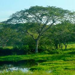 Es bleibt grün, wird aber flach... mit viel Wasser
