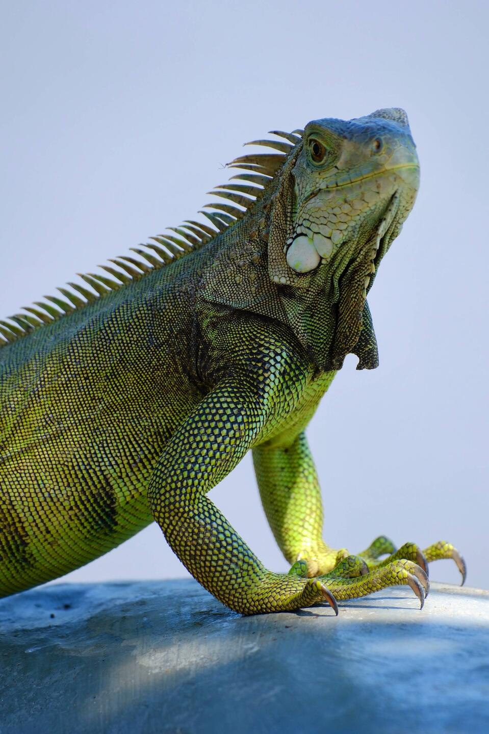 Grüner Leguan ** Iguana