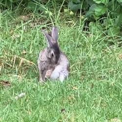 Die süssen Hasen hier auf dem Platz