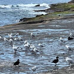 Dolphin Point Ulladulla