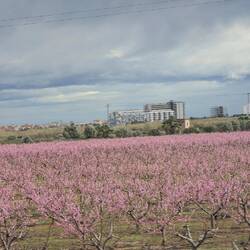Blühende Mandelbäume