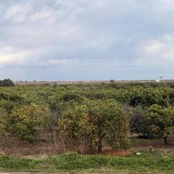 Orangenplantagen - hier nördlich von Valencia sollen die besten Orangen wachsen