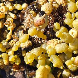 Hormosira Braunalge (Seetraube)