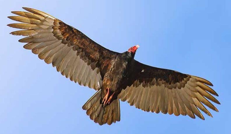 Truthahngeier waren über uns im Rio Chagres