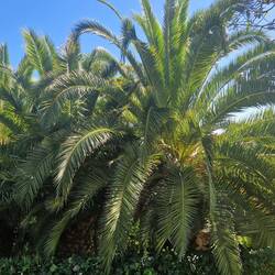 Love palm trees