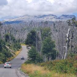 Abgestorbene Bäume bestimmen die Landschaft.