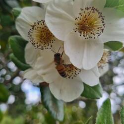 Chilenische Scheinulme