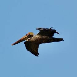 Hier gibt's viele Pelikane, fallen wie ein Stein vom Himmel beim Jagen *