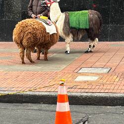 Alpacas on the street