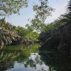 Durch die Mangroven.