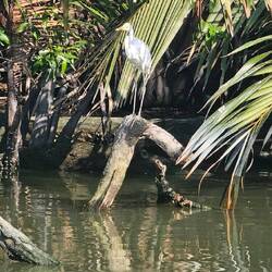Der Silberreiher posiert einfach für mich.