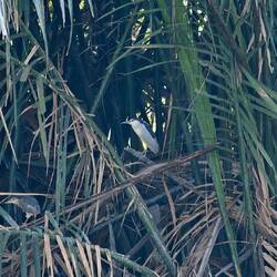 Und der Weissbauchseeadler versteckt sich im Dickicht.