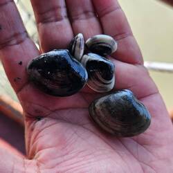 Ganze Muschelfamilie.