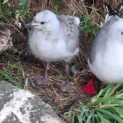 Das si keini Albatross