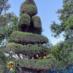 ... hier hat sich ein Baumskulpturen-Künstler echt ausgetob ... ähm ... selbst verwirklicht 😏